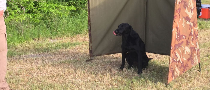 What a good girl, waiting to run test dog